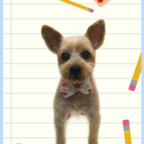 ヨークシャテリア