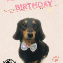 Mダックスフント