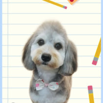 マルチーズ×Mダックスフントmix