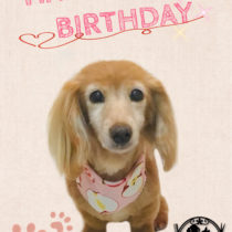 Mダックスフント