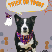 ボーダーコリー