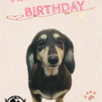 Mダックスフント