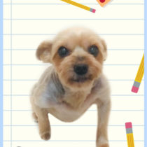 ヨークシャテリア