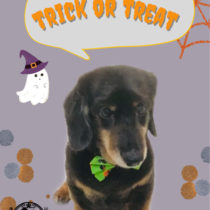 Mダックスフント