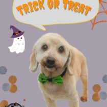 Mダックスフント×トイプードルmix