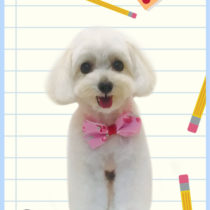 マルチーズ×トイプードルmix