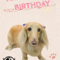 Mダックスフント