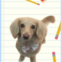 Mダックスフント