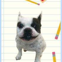 フレンチブルドッグ