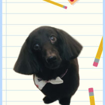 Mダックスフント