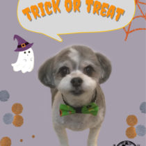 マルチーズ×チワワmix