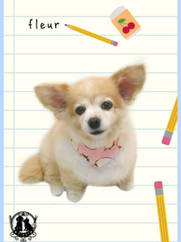 チワワ×MダックスフントMIX