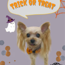 ヨークシャテリア