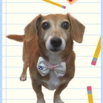 トイプードル×ジャックラッセルテリアMIX