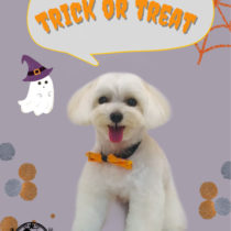 マルチーズ×トイプードルmix