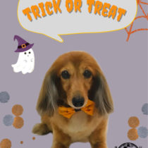 Mダックスフント