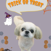 シーズー×ペキニーズmix