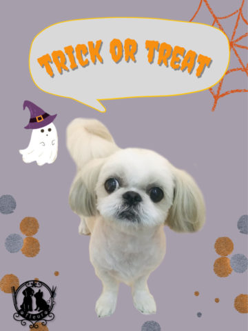 シーズー×ペキニーズmix