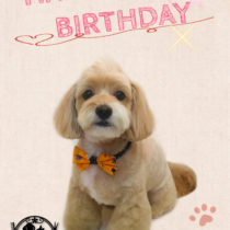 チワワ×トイプードルmix