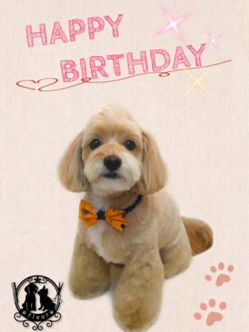 チワワ×トイプードルmix