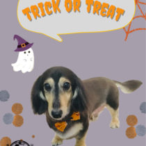 Mダックスフント