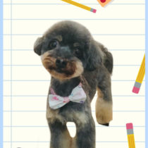 チワワ×トイプードルmix