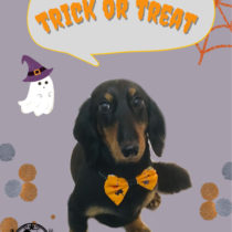 Mダックスフント