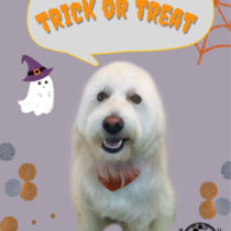 Mシュナウザー×ウェスティmix