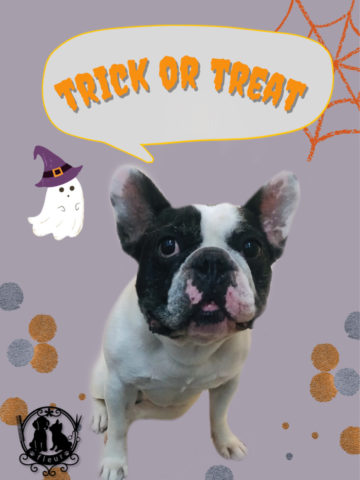 フレンチブルドッグ