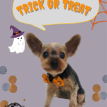 ヨークシャテリア