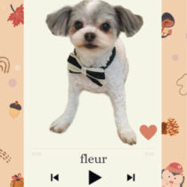 マルチーズ×チワワmix