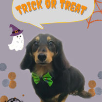 Mダックスフント