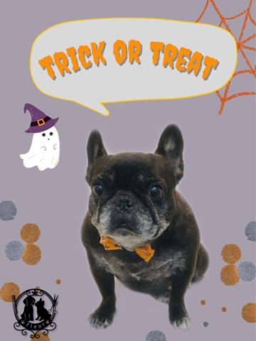 フレンチブルドッグ