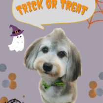 マルチーズ×Mダックスmix