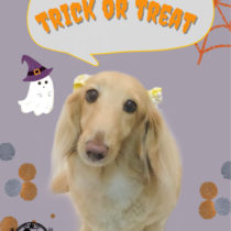 Mダックスフント