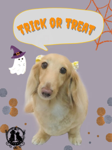 Mダックスフント