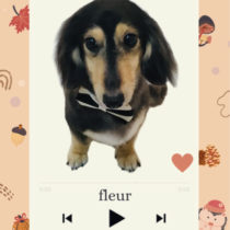 Mダックスフント