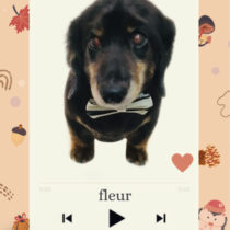 Mダックスフント