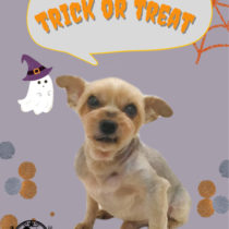 ヨークシャテリア