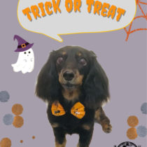 Mダックスフント