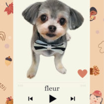 マルチーズ×チワワmix