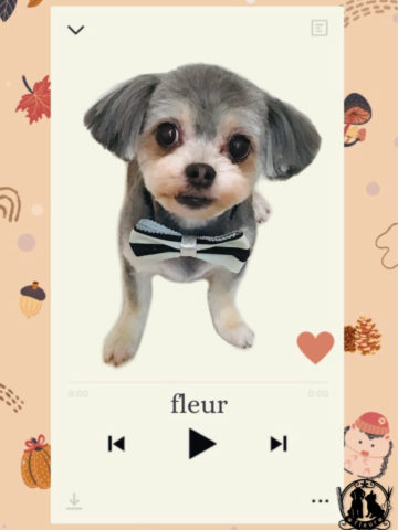 マルチーズ×チワワmix