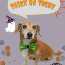 トイプードル×ジャックラッセルテリアmix