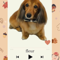 Mダックスフント