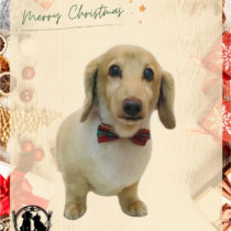 Mダックスフント