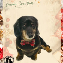 Mダックスフント