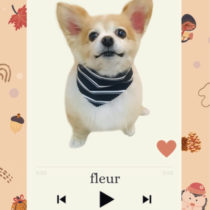 チワワ×MダックスフントMIX