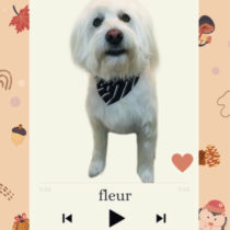 Mシュナウザー×ウェスティーmix