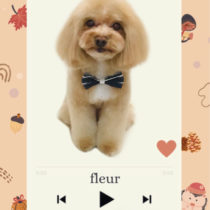 マルチーズ×トイプードルmix