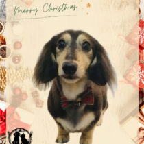 Mダックスフント